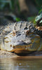 Crocodile slowly moving and resting along natural riverbank habitat