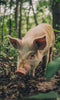 Free-range pig actively foraging and snuffling for food in natural forest environment